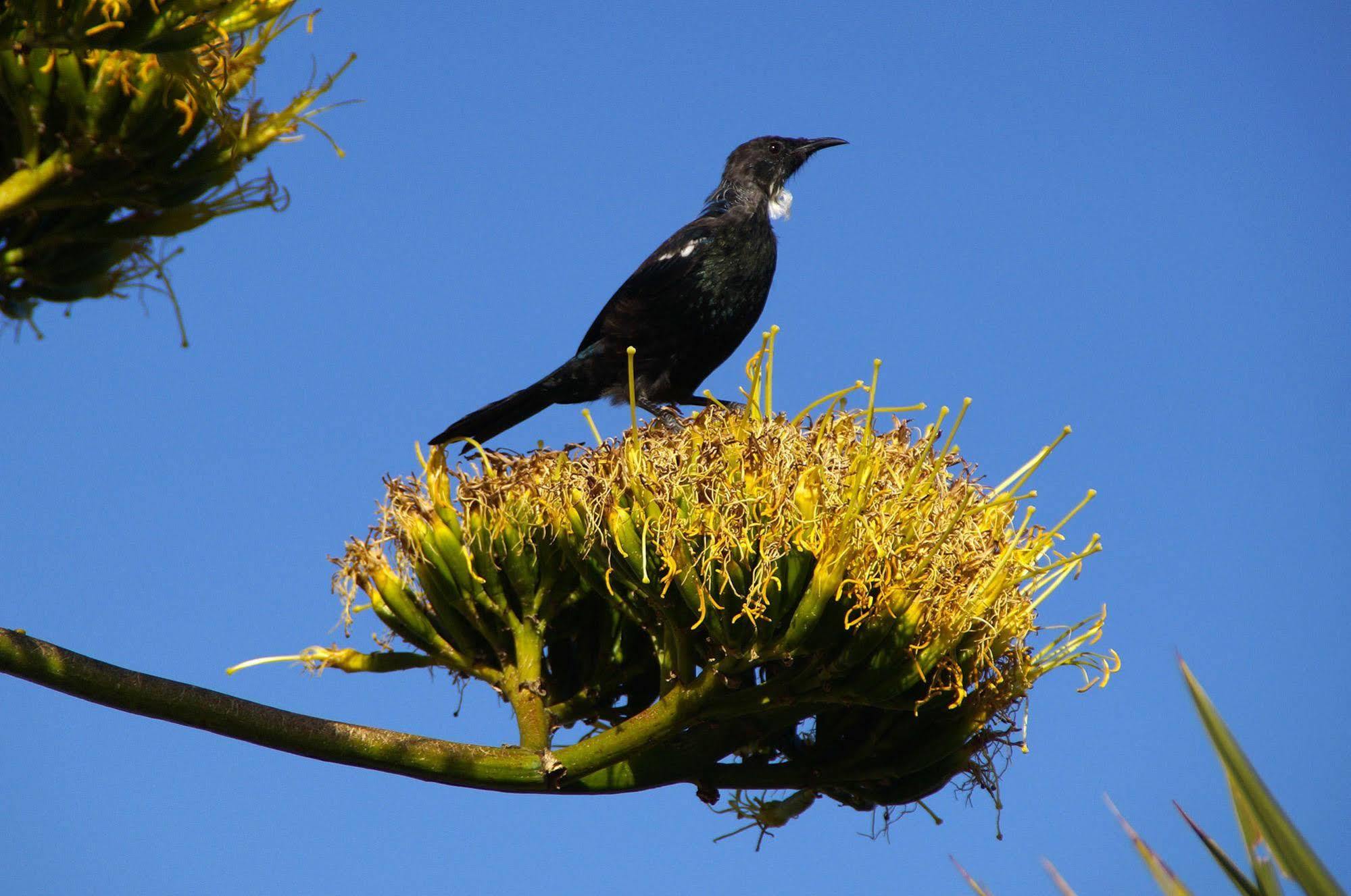 Bed and Breakfast Arden Street House Dunedin Exteriér fotografie